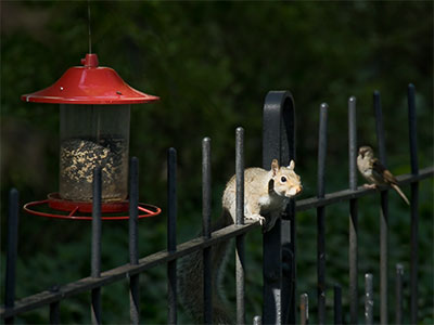 The sparrow waits until the squirrel has had its fill (see June 15 above).