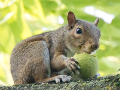 The squirrels really drive me nuts this time of year.