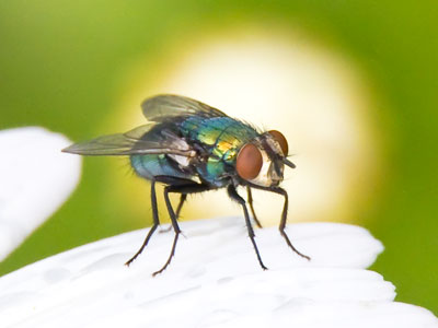 The beasts and bugs were cooperative today, since I need new photos for a workshop I`m teaching in July.