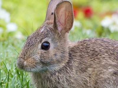 And the third rabbit in the same spot (see June 13 and 22 above).  Are they paid actors?