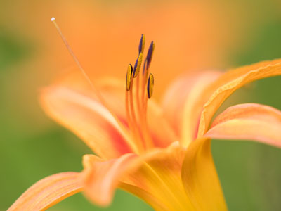 Your favorite perfectionist took eight photos of this flower and it wasn`t even moving.