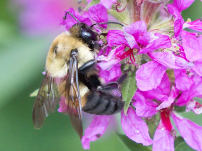 I`ve never been stung while taking pictures of bees.  They do their thing, I do mine.