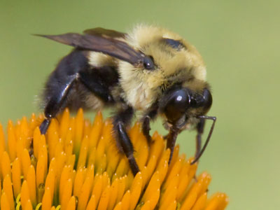 Oh there were so many inferior bee photos I shot that you don`t have to look at.  You`re welcome.