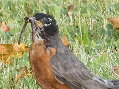 Worm-robin meetings usually turn out bad for the worm.