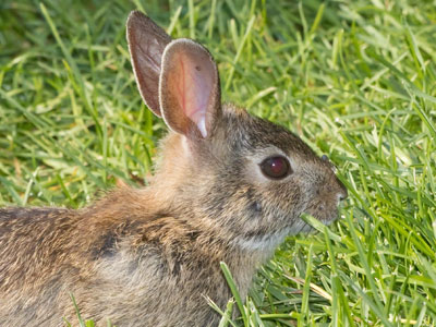 My weekly rabbit encounter (see June 29, 2025).  I saw a chipmunk today too, but it didn`t sit still for a photo.
