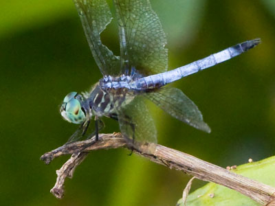 Dragonflies often come back to the same spot they just left, so when they fly away I just sit and wait.