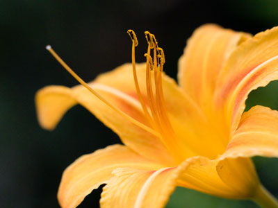 My neighbor was quite possibly watching as I took this photo of their flowers.