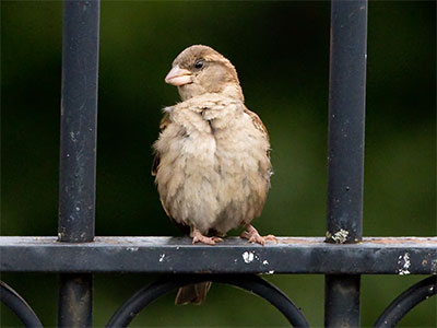 My eye is on the sparrow.