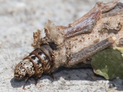 A bagworm is well-camouflaged, except on a sidewalk.