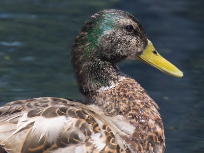 After the breeding season is over, male mallards go through an `eclipse moult` and lose their bright feathers.
