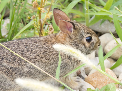 I don`t have to go to a park to get rabbit photos.  This one was near the Arby`s drive-thru downtown.
