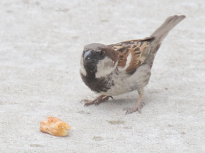 Human food isn`t good for birds -- or for humans.