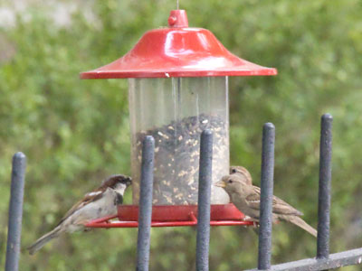 Drive-thru for birds.