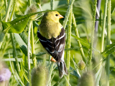 I heard lots of goldfinches but didn`t see many.
