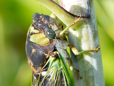 A beautiful photo of an ugly insect.