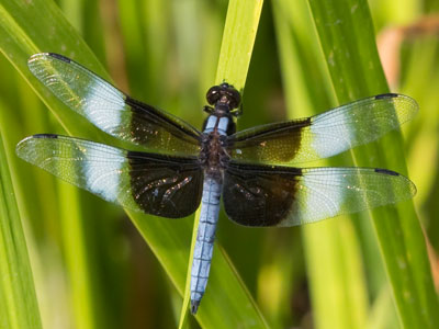 Sometimes the hard part is finding an angle where your subject isn`t obstructed by grass, reeds or branches.
