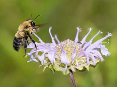 There were plenty of bees, and very few butterflies.