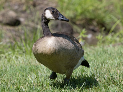 This lame goose was ostracized by the rest of the flock.