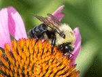See larger image