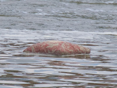 I see all sorts of stuff floating down the river, but a flowery cushion is new to me.