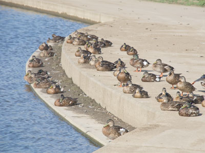 Summertime, and the quacking is easy.