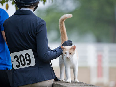 The star of the equestrian event.