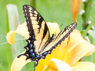 This bug was moving fast, but my camera is faster.