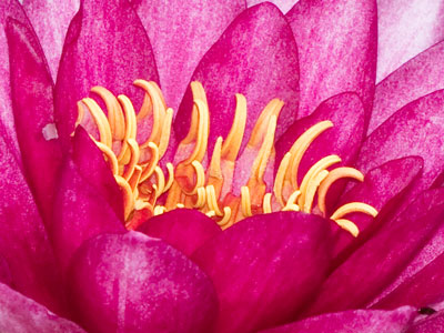 Shocking pink.