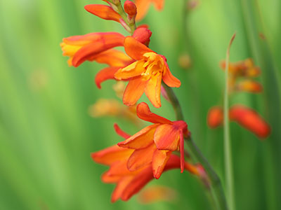 Dunno what this is, but I like the color.