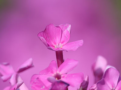 I`m still shooting in Automatic mode, and this was hard.