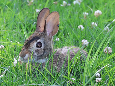 What if you ate grass, and were surrounded by grass?