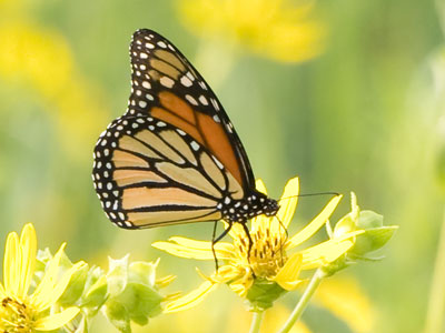 This monarch is young in July, but will be elderly by October.