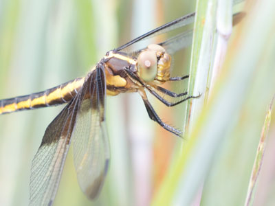 Concepts of beauty are based on culture, or in this case on species.
