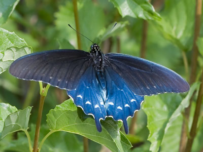 I am the paparazzo of the garden, chasing after insects and birds that don`t want to have their picture taken.