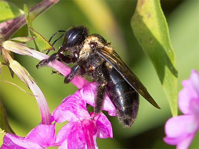 It was early, so I assume this bumblebee spent the whole night clinging to this flower.