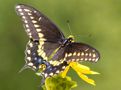 This bug was a long way off, but that`s why I spend big money on big lenses.