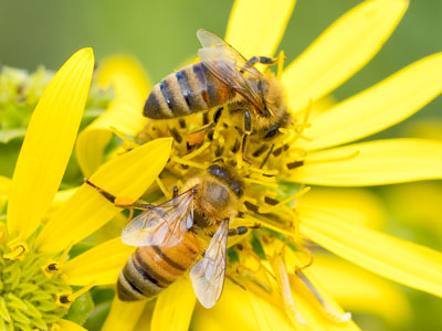 Being a honeybee is hard work.