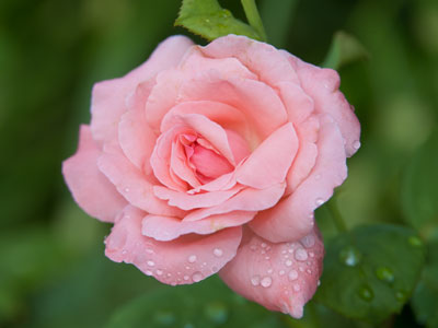 Bring beauty to the world.