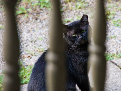I think cats can recognize cat lovers.  That`s why this one ran away from me.