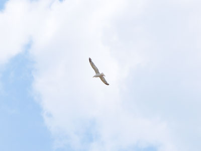 I had a plan for photos today, and this weren`t it.