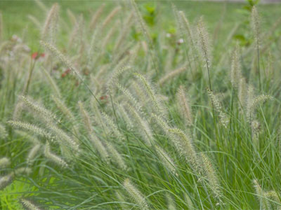 I made a lame attempt at nature photos this evening after work.  I`m more of a morning guy.