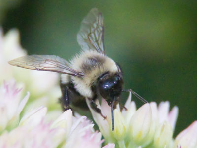 Bees work in the morning and the evening.