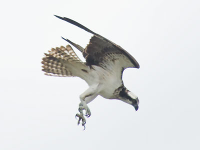 A fast and aggressive hunter.  Watch out for the talons.