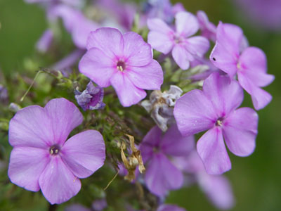 Some backyard blooms.