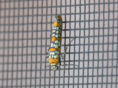 This little bug was on my screen door when I left for work, and it was in the same spot when I got home.