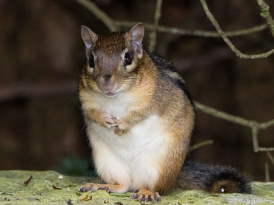 My only companion in the garden this morning.