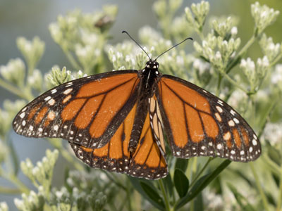 Old age comes quickly for a monarch.