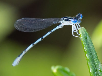 This tiny dragonfly was about the size of a match.