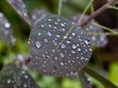 I did in fact walk into a spider web as I shot this.
