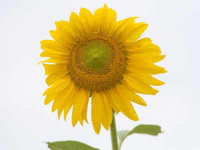 What does a sunflower do when there`s no sun?